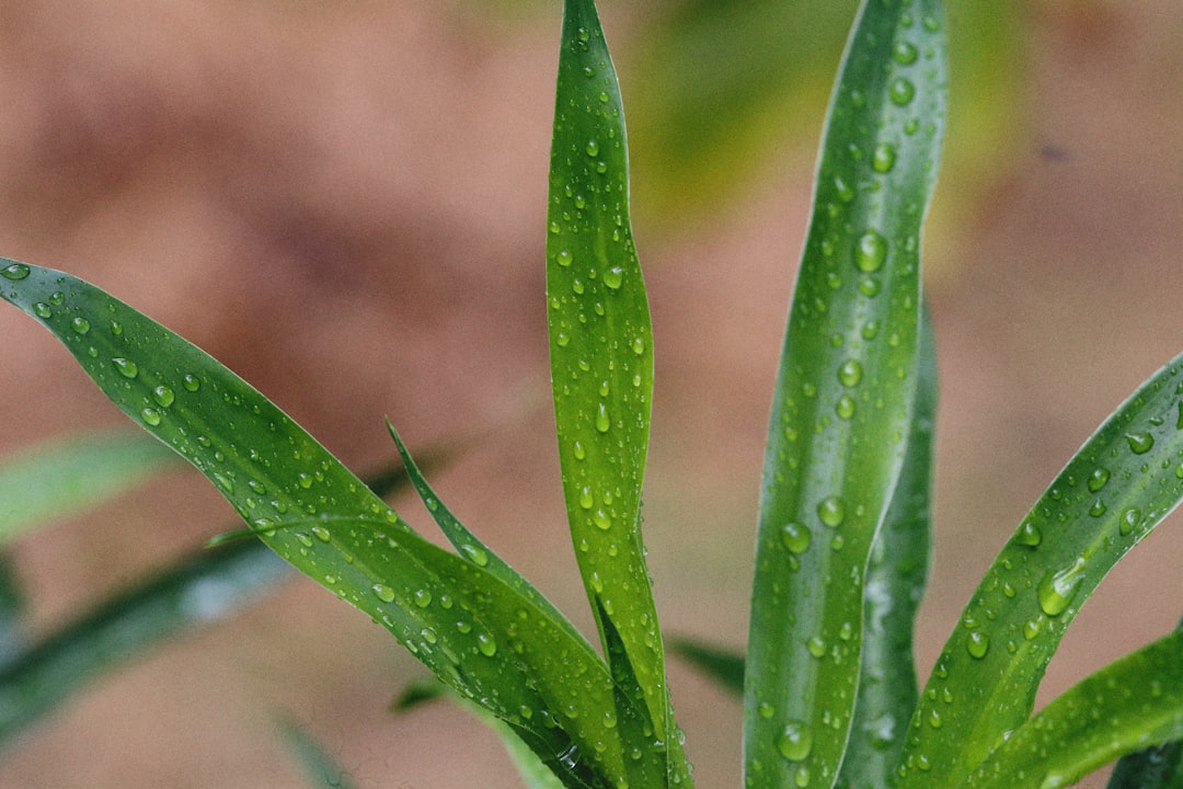 Tonkegel Bewässerung selber machen: Die einfache Lösung für gesunde Pflanzen