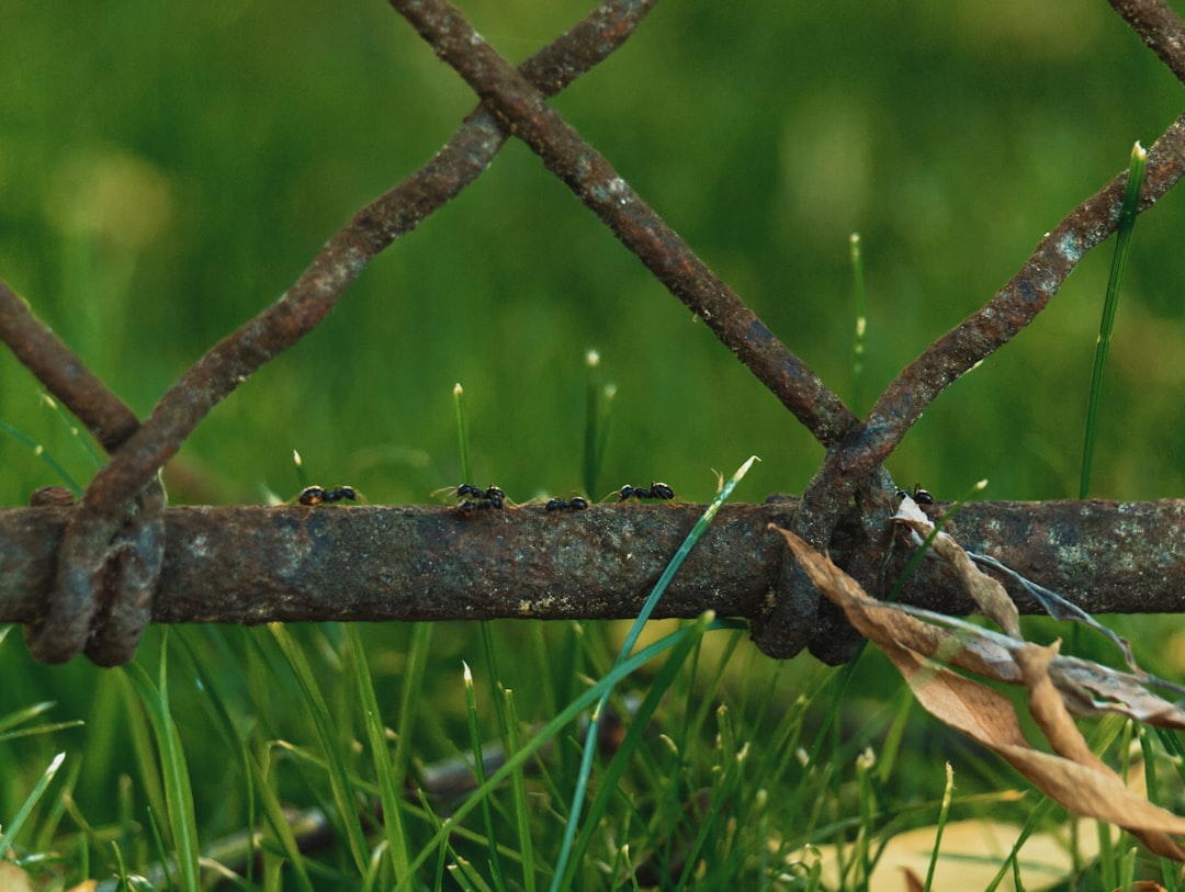 Mit einer automatischen Bewässerung Selbstgebaut Immer Grüne Pflanzen