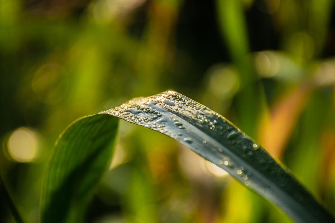 Blumentopf Bewässerung-einfach genial: Immer die richtige Menge Wasser für Pflanzen